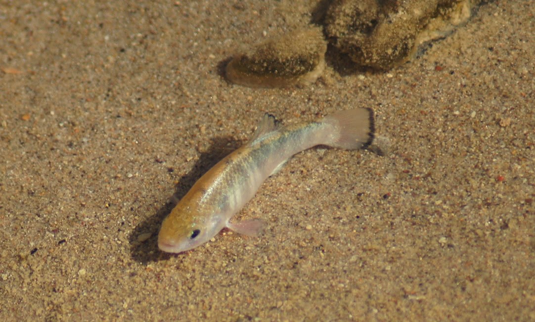 死亡谷 与世隔绝了五万年，全球仅剩38条的沙漠鱼，如今怎么样了？