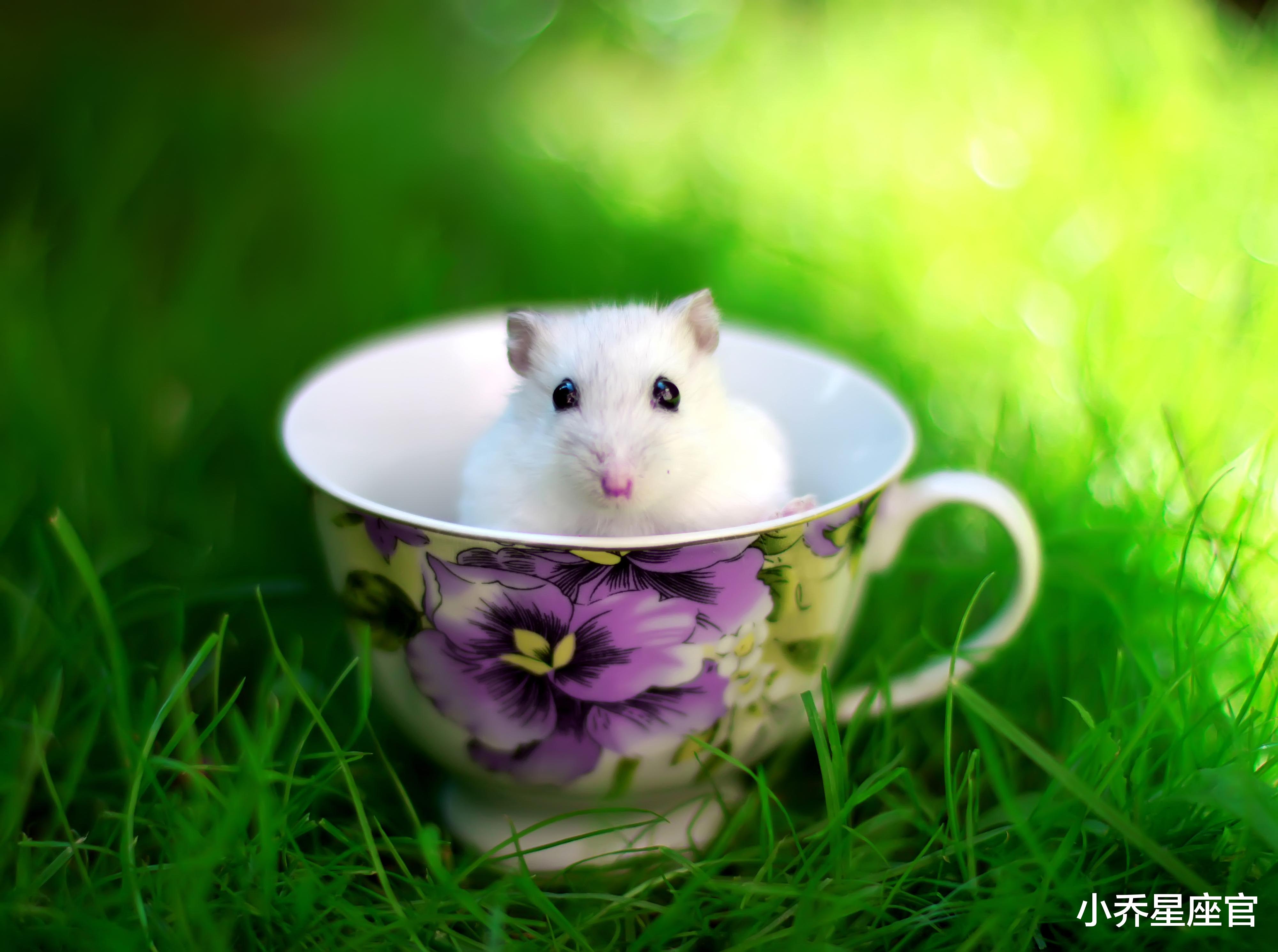 生肖|从12月到年底,跌跌撞撞,苦尽甘来,财运乘风破浪,事业再创新高