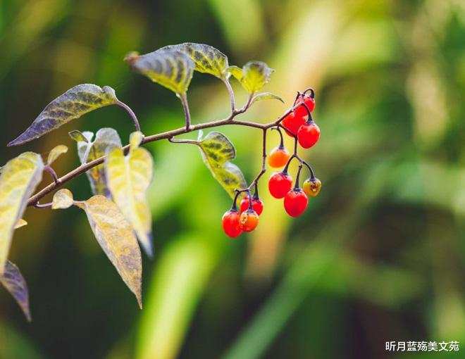 昕月蓝殇美文苑|浅秋静好，我在等你