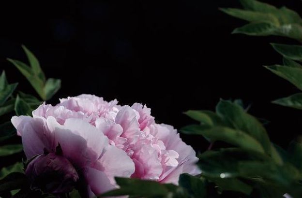 老张聊生肖|9月14号起，3生肖爱神眷顾，偶遇真爱，勇敢表达，幸福牵手，收获幸福