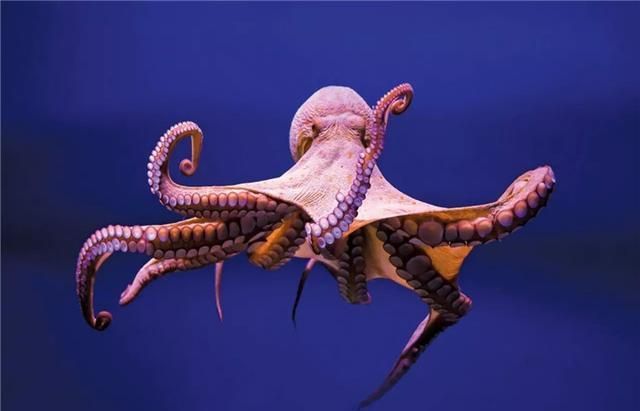 银河系 为何章鱼被认为是外星物种？3个心脏9个大脑，不仅会变身还很聪明