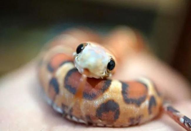 运势|从下周开始，运势扭转乾坤，职场得到认可，大财小财入账的生肖