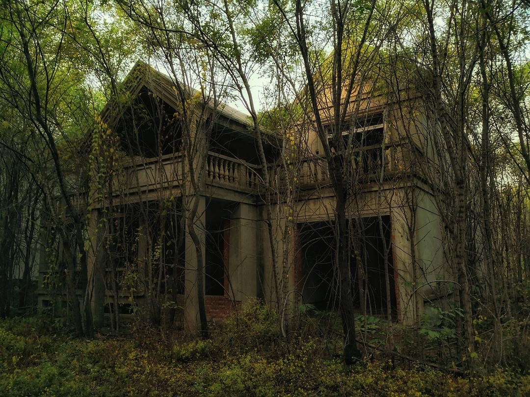 植物|古语说“宁宿荒坟，不住荒庙”，难道古庙比荒坟更可怕？