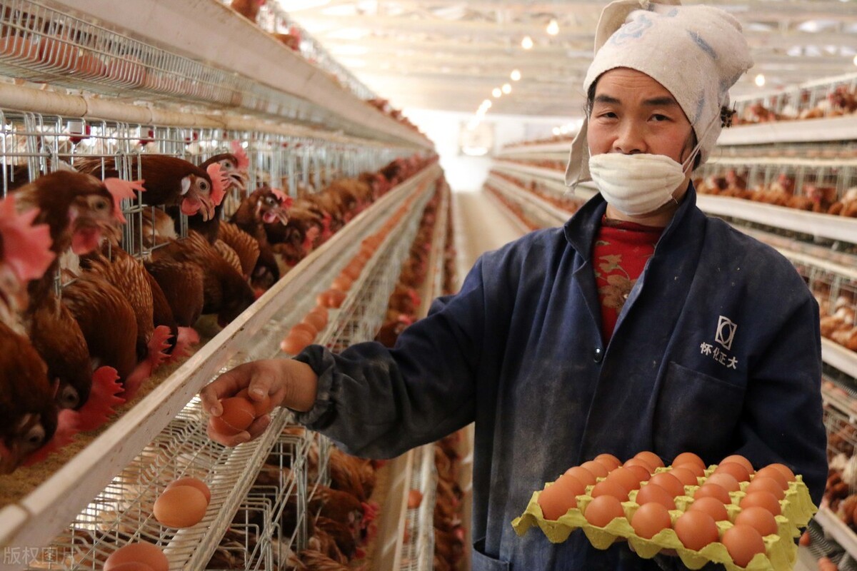 鸡蛋 猪价跌破17元,鸡蛋也停涨,会出现“塌方式”大跌吗?