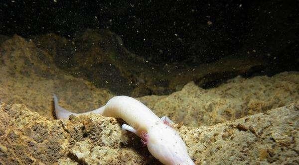 微生物 除了“交配”之外,其余的时间都不动,“洞螈”是真的懒