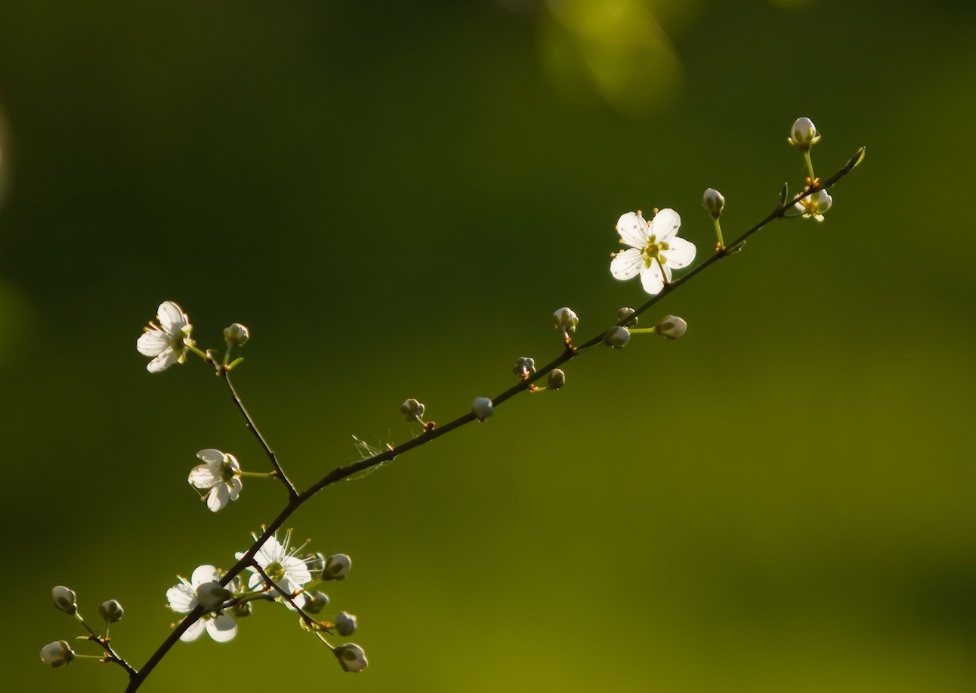 生肖夜梦|7月上旬，历经沧桑，终见爱情，3生肖矢志不渝，百折不挠，一生倾情