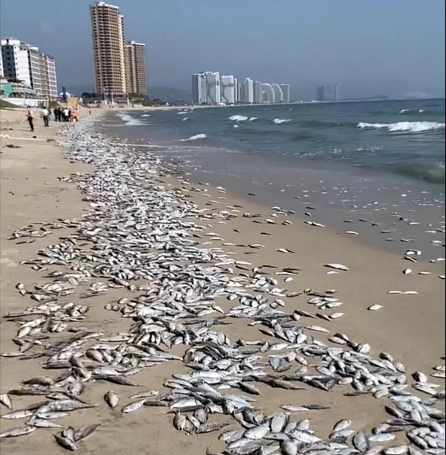 风霜添眉目|数百米！广东双月湾海滩出现大面积死鱼 为什么会出现大面积死鱼