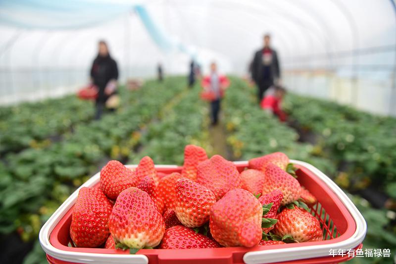 椰子油|性价比超高的5种超级食物