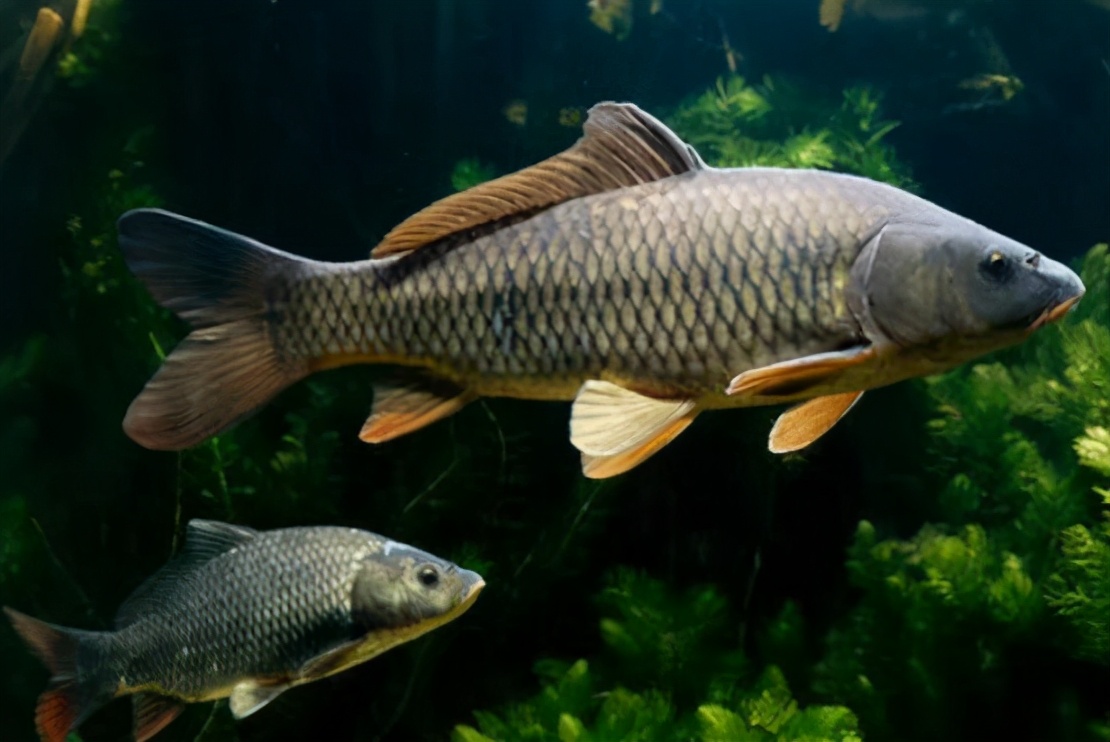 蜱虫|夏天钓鲤鱼三大类原则，爆不爆护就看这些了！——盛世三渔