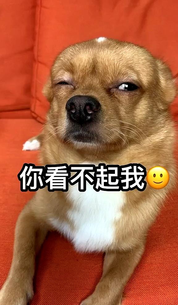 芷兰小时光 从狗子的行为表现上可以映射出主人的人性特点，你还别不相信