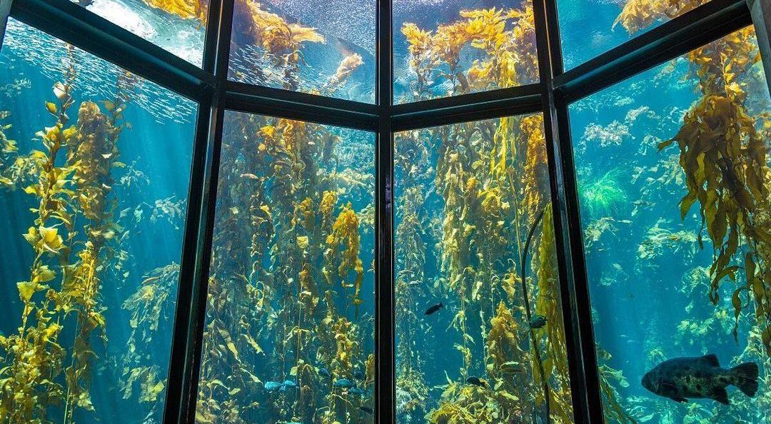 水族馆为啥没有大白鲨?最长圈养记录198天,咬死俩鲨鱼后被释放