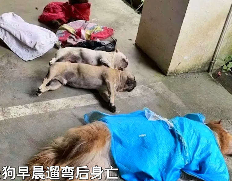 贵州 贵州某小区8条狗疑遭投毒致死，网友：反思为啥中毒，不值得同情