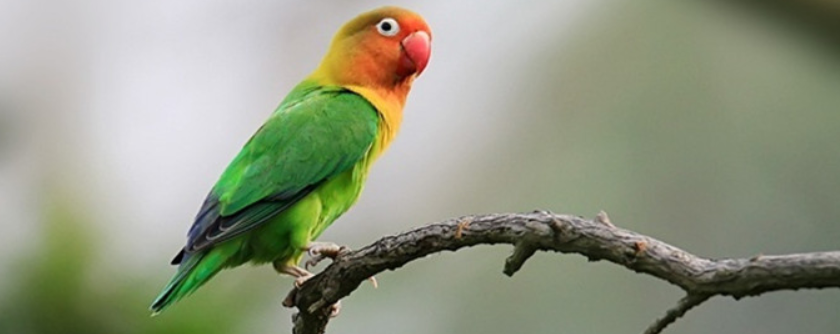 鹦鹉 今日小知识之鸟的肢体语言：如何理解你的鹦鹉想说什么