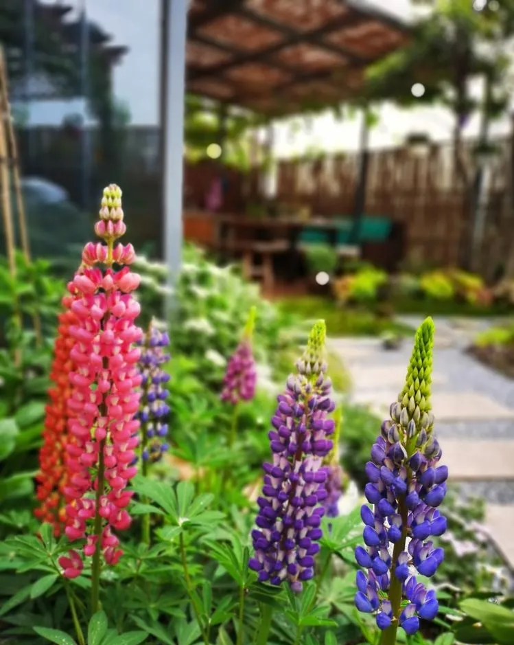 因为这个50㎡露台，买了这套房子，历时7年DIY打造成花园，太美了