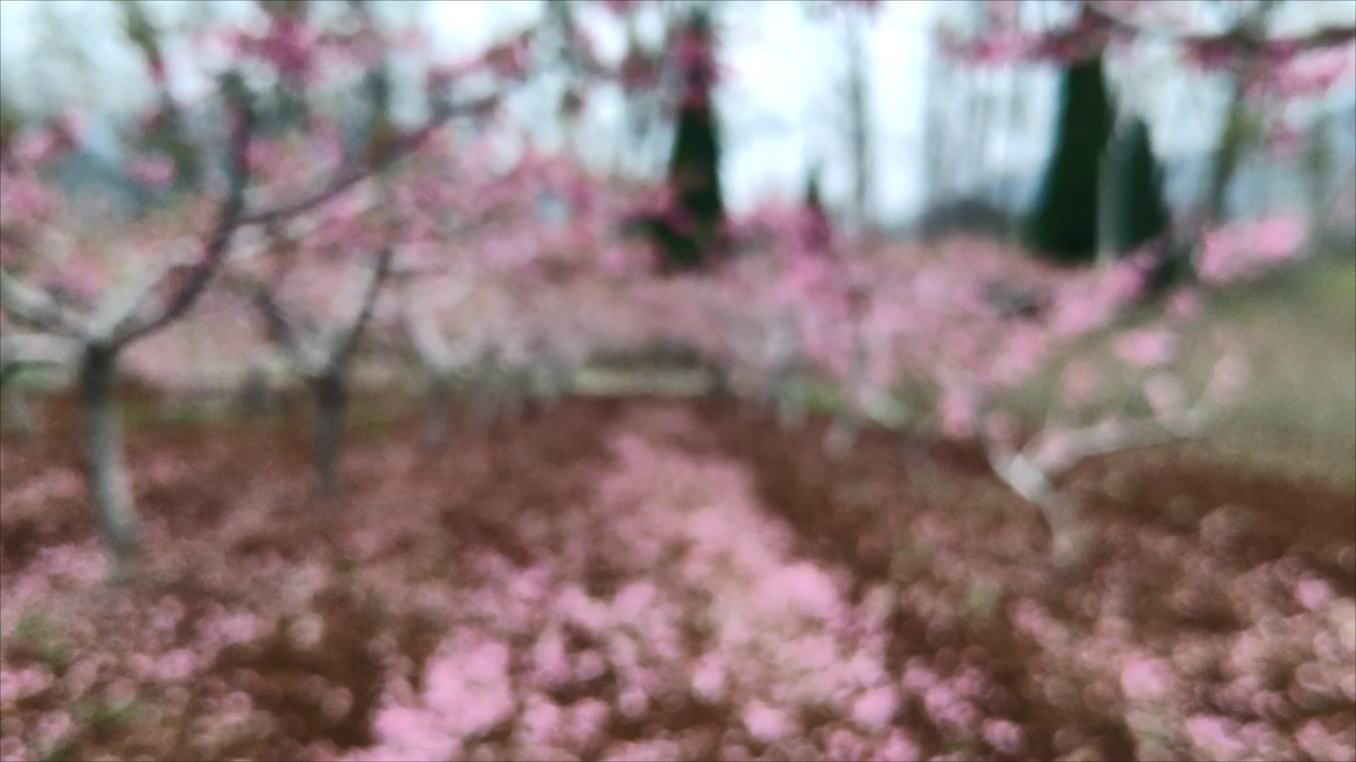 微游枣庄 微游枣庄的自然人文之旅｜山亭岩底桃花红