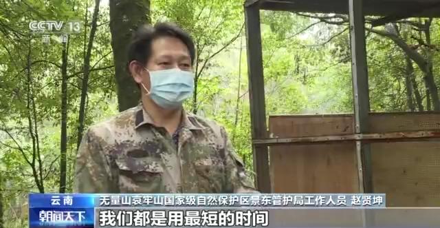 计划回归自然!西黑冠长臂猿“小平安”开始野化训练