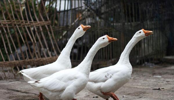 后代 鹅和鸭杂交后,会不会产生“后代”?竟然有人做过相关实验