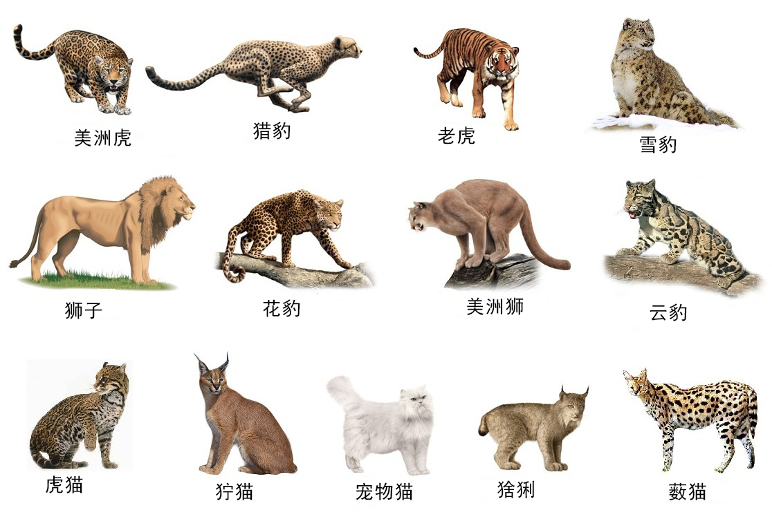 四川相传出现过“霸王猇”,体型跟虎相似,在500年前灭绝了