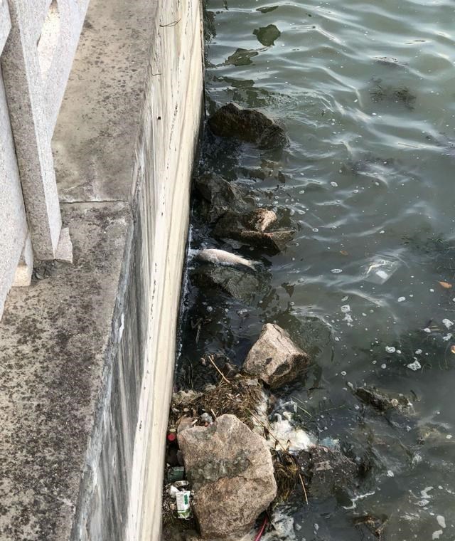 水库|云南江边出现许多大鲤鱼，大多已死亡，网友：产卵累死的