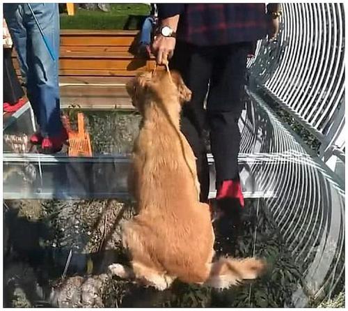 舜网 男子带着金毛走玻璃桥，感觉金毛有点不对劲，转身一看直接笑喷了