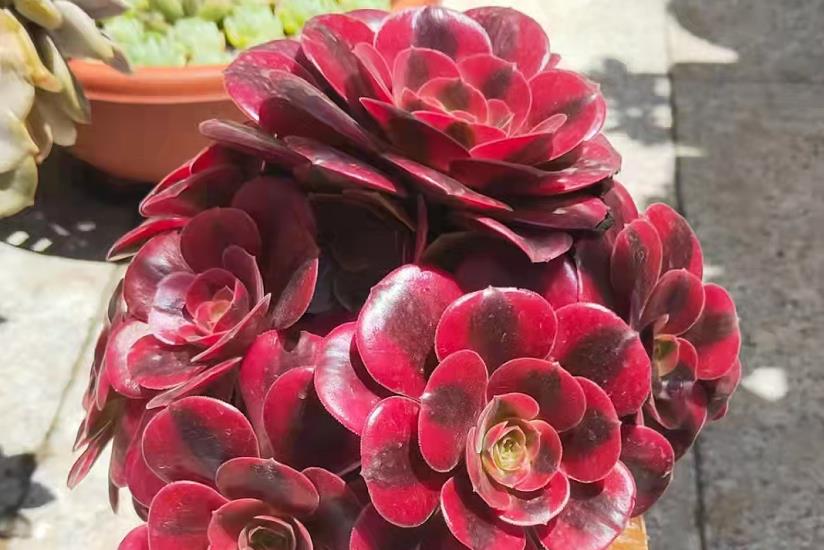 续约紫罗兰 新买的多肉法师无需修根，用两种办法上盆，现在轻轻松松就能活