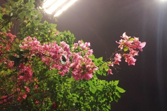 生肖|旺字当头，3生肖农历五月份人脉旺、钱生钱，人生幸运上上签！