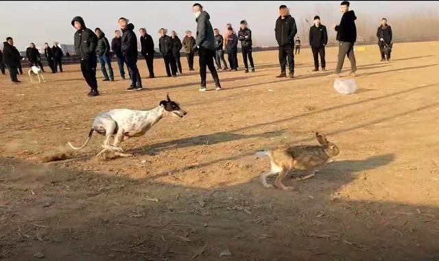 河间“狗撵兔”赌局追踪:沧州市政法委书记批示严查,已抓获4名嫌疑人