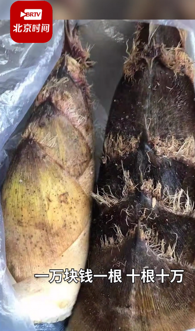 舜网 挖了五六十斤,游客私挖笋遭村民索赔一根1万?当地:赔了1500