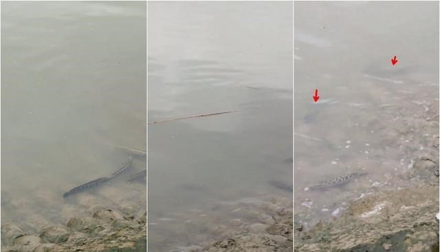 宓孤林|江苏钓友拍到长江边成群黑鱼惊慌逃窜,回家后十倍慢放发现真相