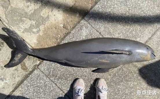 中国国际进口博览会|误闯杭州的东亚江豚已死亡！生前每20秒出水一次，它经历了什么？