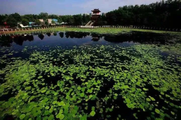 驻马店微摄影 心为荷动 ———记摄影师梁虹