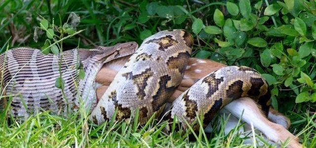 动物冷知识 见过会“吐痰”的眼镜蛇吗？真是「活久见」系列的动物冷知识！