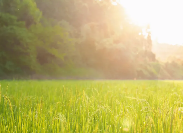 红枣|大暑艾灸,排毒泄旧病!抓住中伏冬病夏调,养生绝佳好时机!