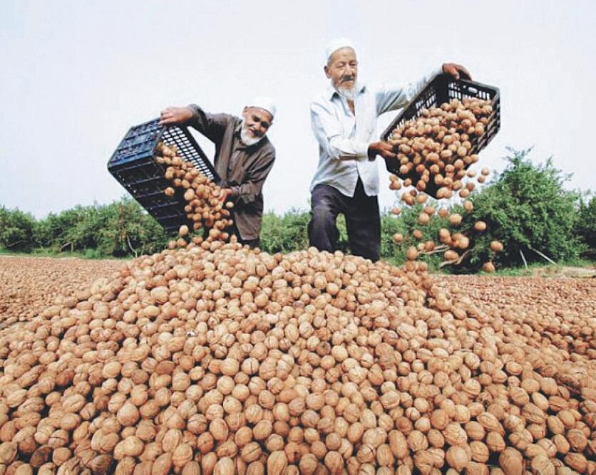 娱木脑袋 “新疆核桃”总是被索赔，新疆果农却满不在乎，里面有什么内情？
