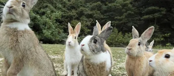 澳洲的野兔泛濫，體重近百斤，為何他們不吃兔子？-圖6
