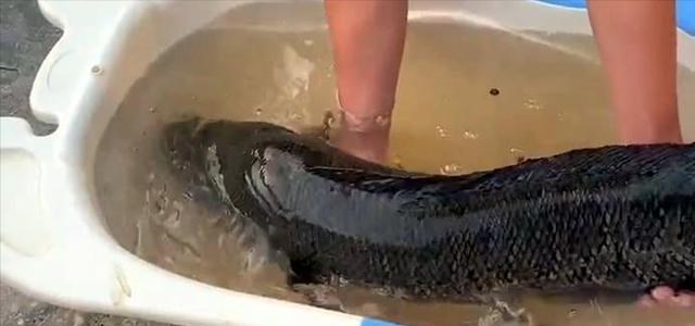 高陵|广东一男子水库里野钓，意外收获“米级”黑鱼王，最终如此处理了
