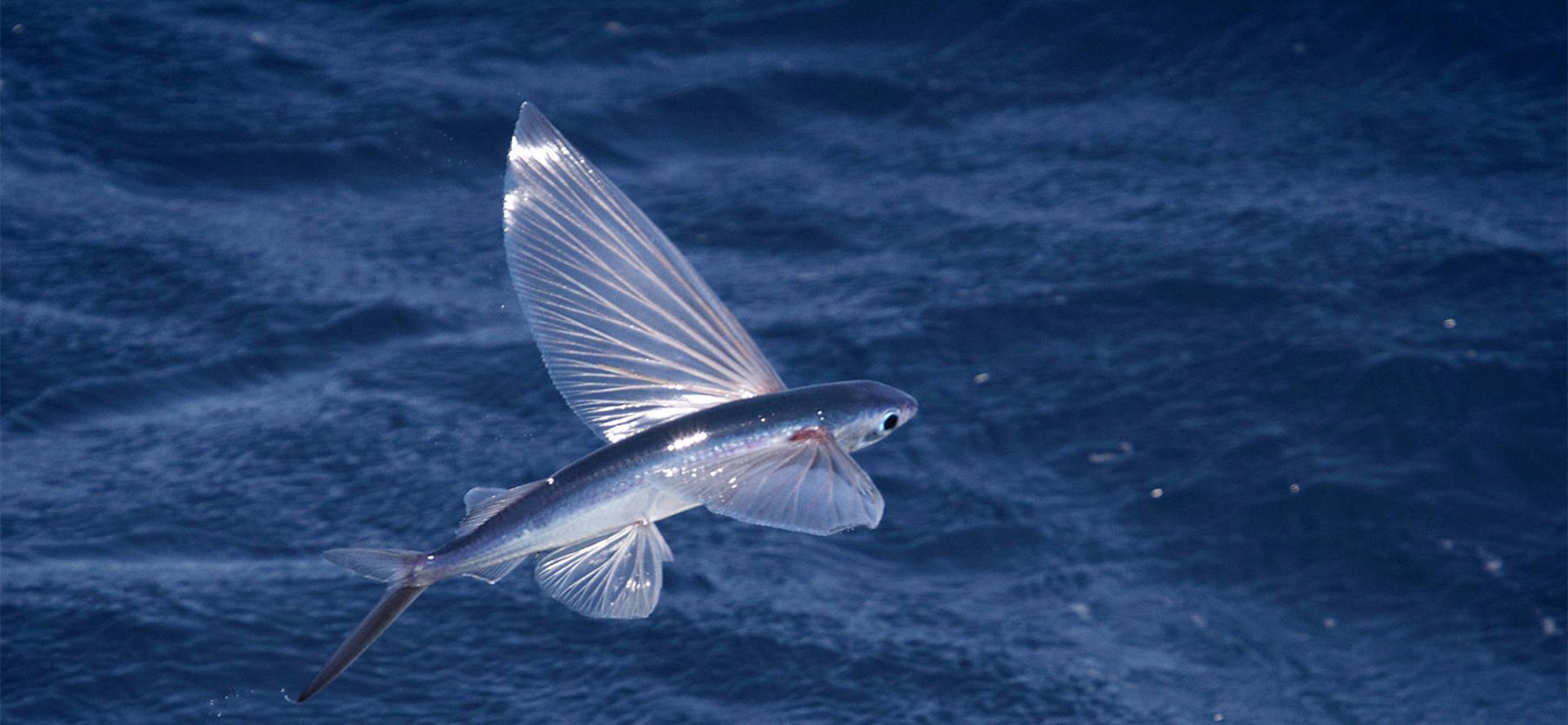 飞鱼 海洋中会飞的鱼,连海洋霸主都无法伤害,一次能飞数十米