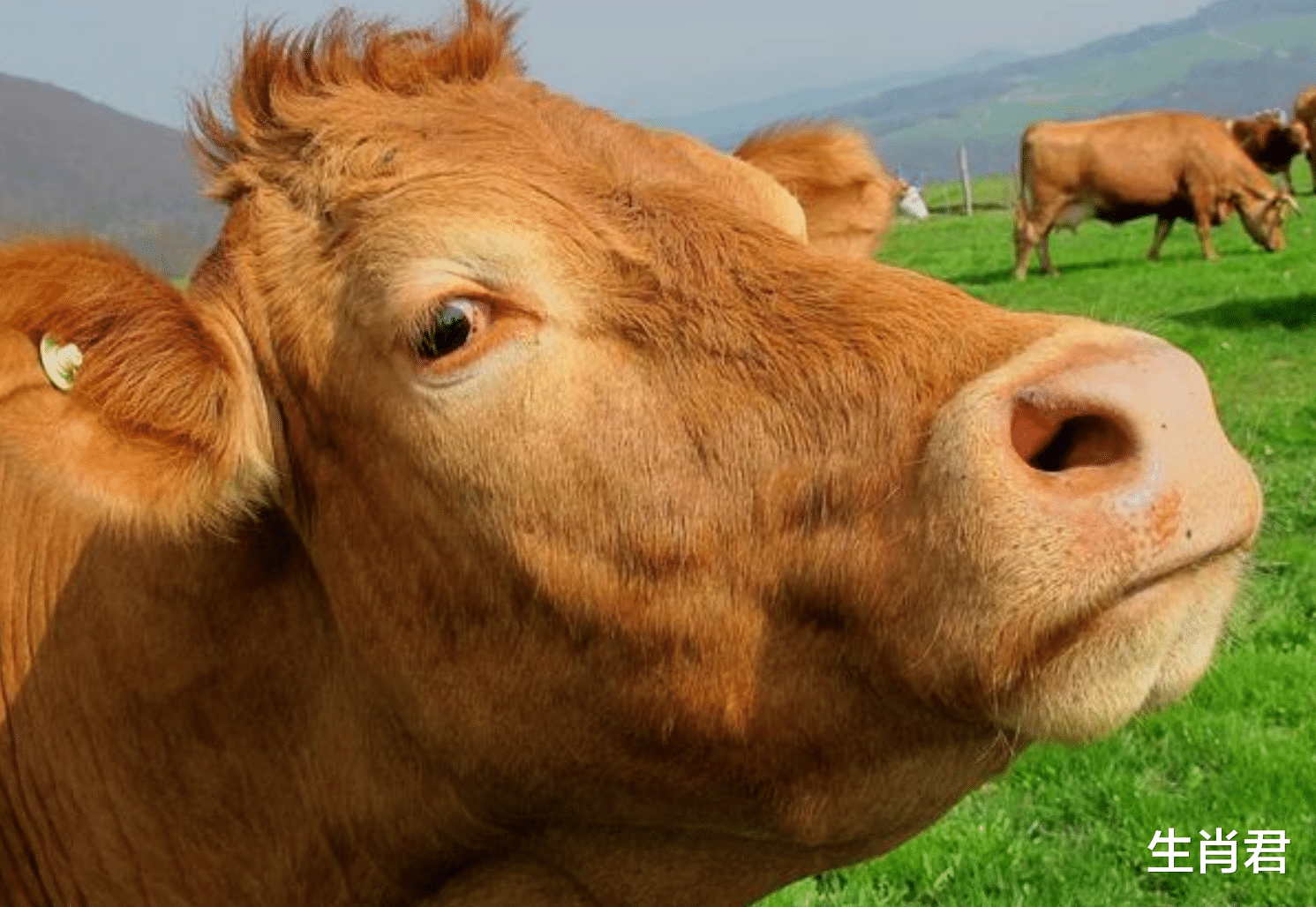 淄博|未来半个月属牛人突然开窍，找到打开财富的钥匙，赚到盆满钵满