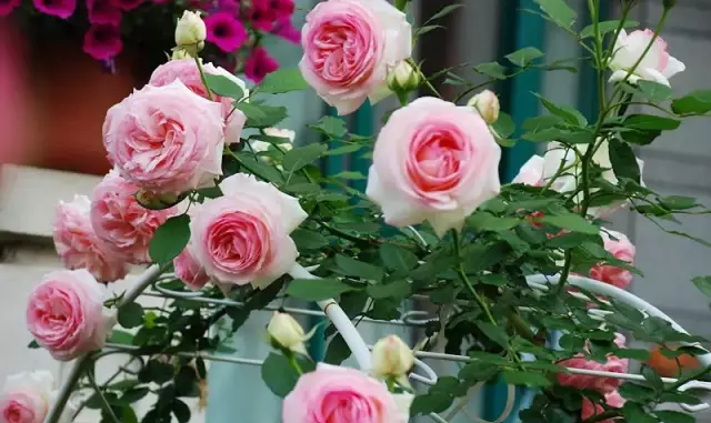 云龙湖|10年前，她开始改造一楼60㎡院子，如今成了小区最美的花园