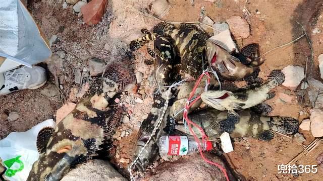 海钓|近海碰上了石斑鱼窝,广东男子海钓的罕见经历,结局满满的正能量