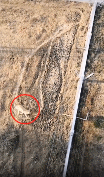 牛哥观察 突然爆红!阜阳“网红狼”现在咋样了?