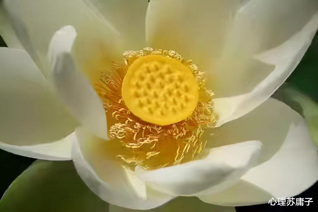心理苏庸子|想要忘记一个深爱的人，走到这3步，比断联管用