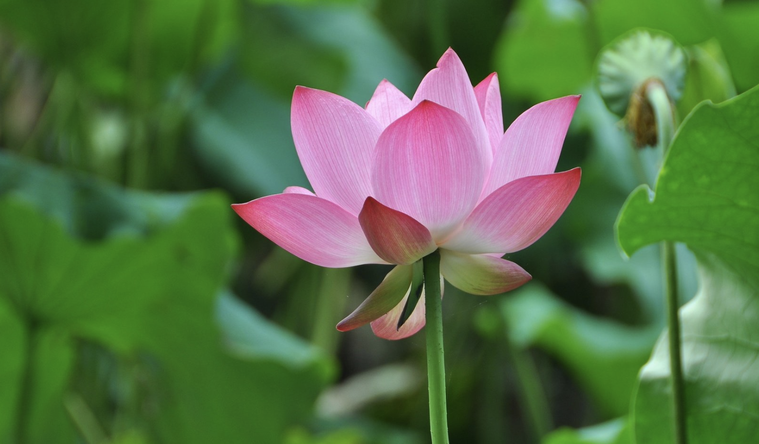 生肖夜读|9月下旬，有贵人，有靠山，3生肖财运亨通，好运爆棚，事业节节攀升