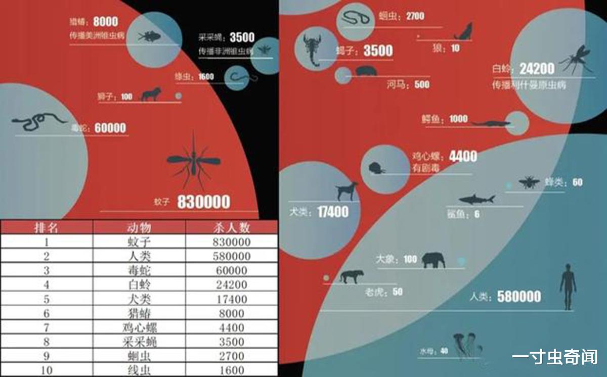 蚊子 蚊子：三分天下的吸血狂魔，蚊子为何总叮你？又该如何正确防蚊？