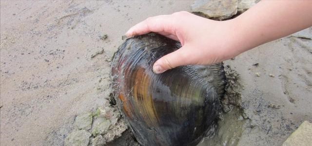 广东省|广东一男子小河里野钓无果，直接在河边打野，网友：真正的河鲜