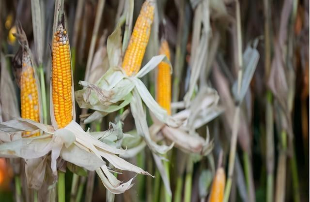 家中大小宝|美国宁愿赔钱也要出口粮食给中国，打得什么主意？终于找到答案