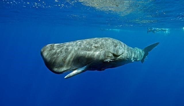 抹香鲸 鲸排泄物龙涎香，为什么拉出来的香且比黄金贵，人工取出来的臭？