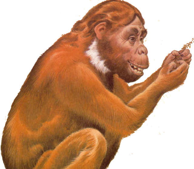 真是古猿进化成了人类？科学家提出“海猿”设想，颠覆认知