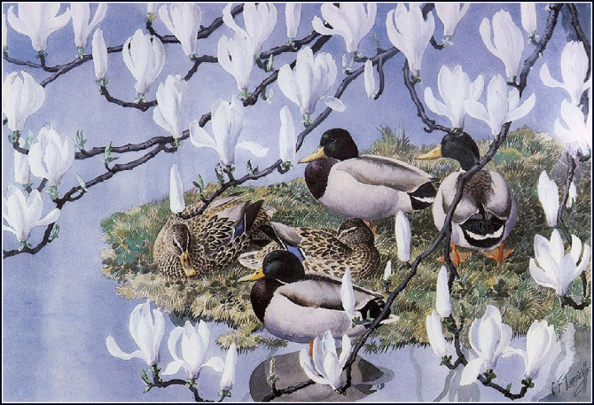 英国查尔斯.图尼克利夫(Charles.Tunnicliffe)禽鸟水彩画
