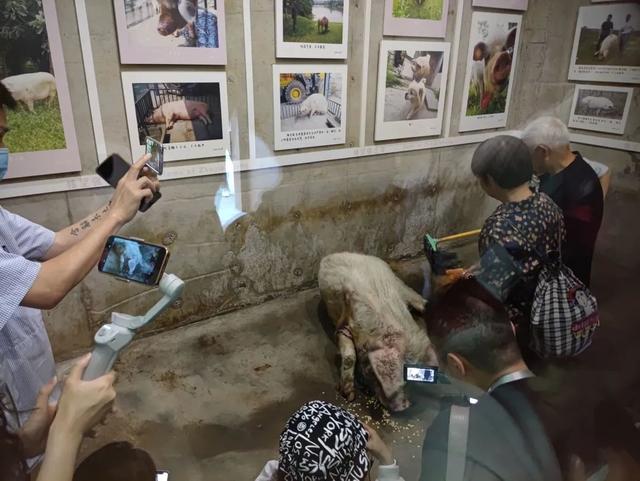 夏阳无秋艺 重生13载，老主人带曾经喜欢的食物探望“猪坚强”